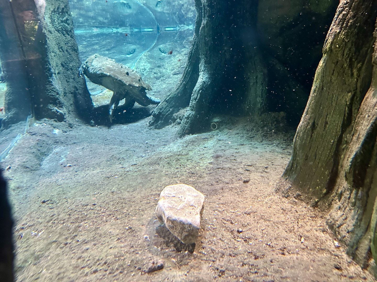 ARC - Alligator Snapping Turtle Exhibit
