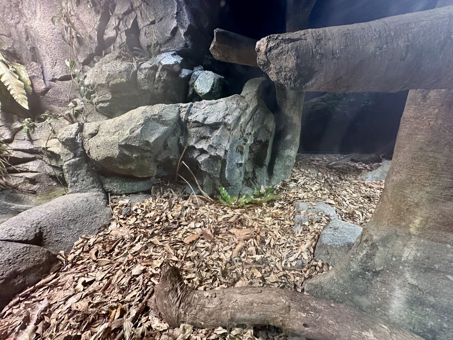 ARC - Australian Scrub Python Exhibit