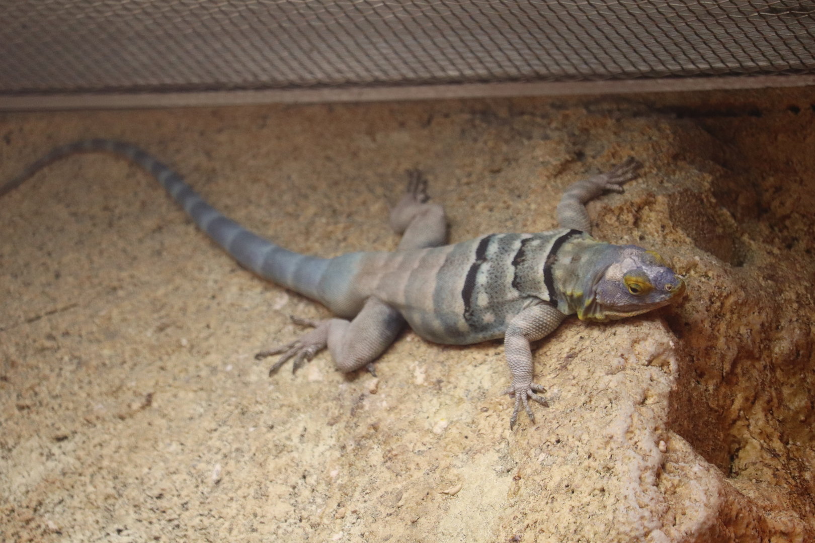 ARC - Baja Blue Rock Lizard