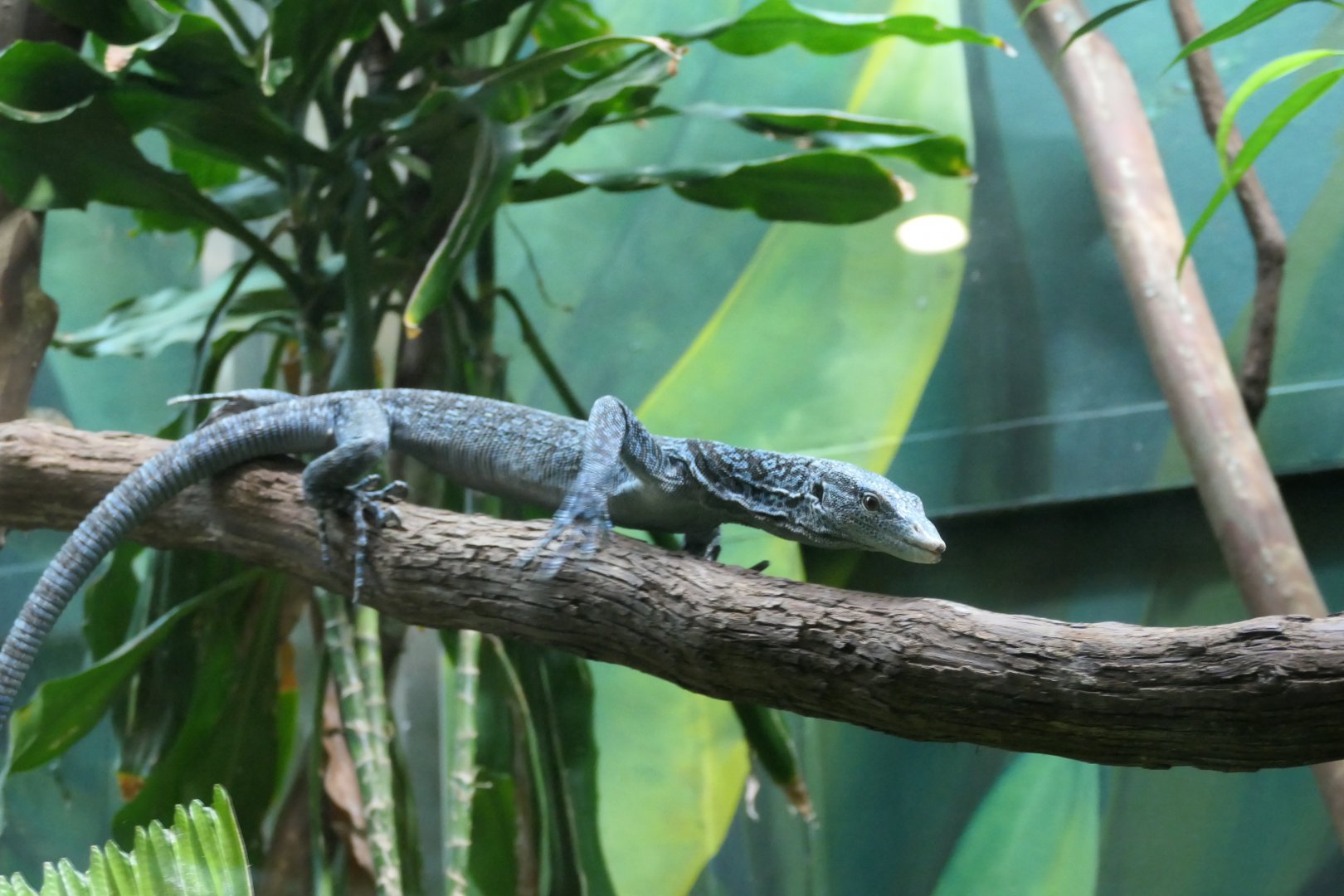 ARC - Blue Tree Monitor