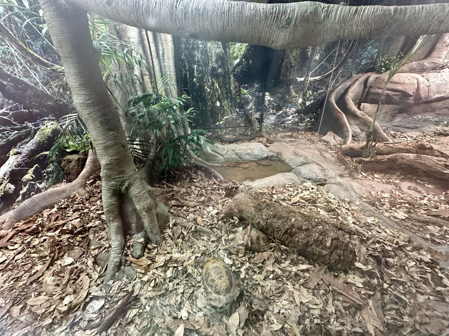 ARC - Boa Constrictor/Elongated Tortoise Exhibit