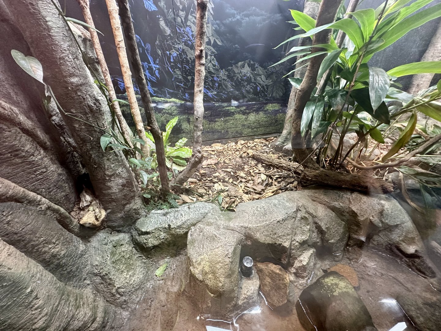ARC - Boyd’s Forest Dragon Exhibit
