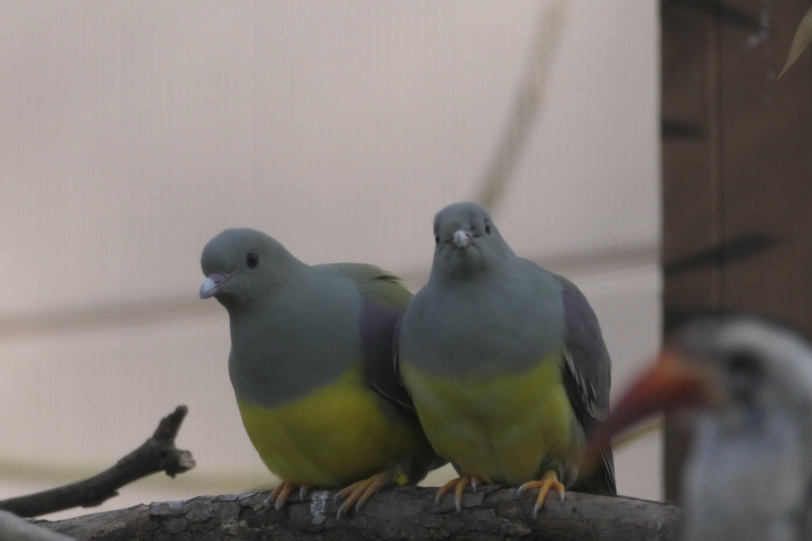 ARC - Bruce's Green Pigeon