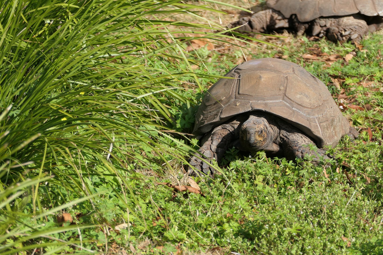 ARC - Burmese Black Mountain Tortoise