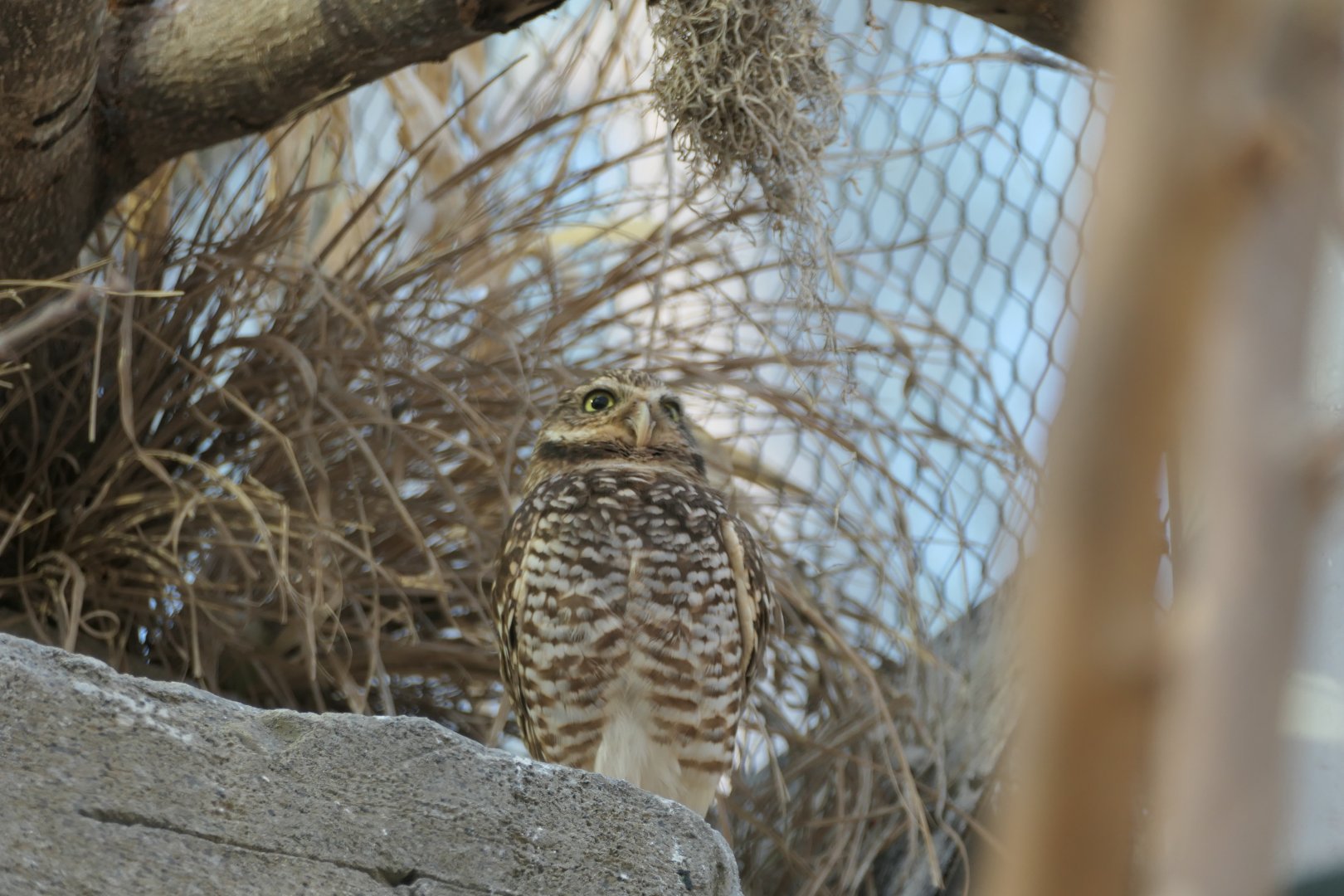 ARC - Burrowing Owl
