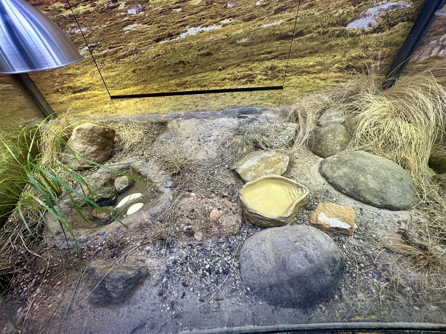 ARC - Canberra Grassland Earless Dragon Exhibit