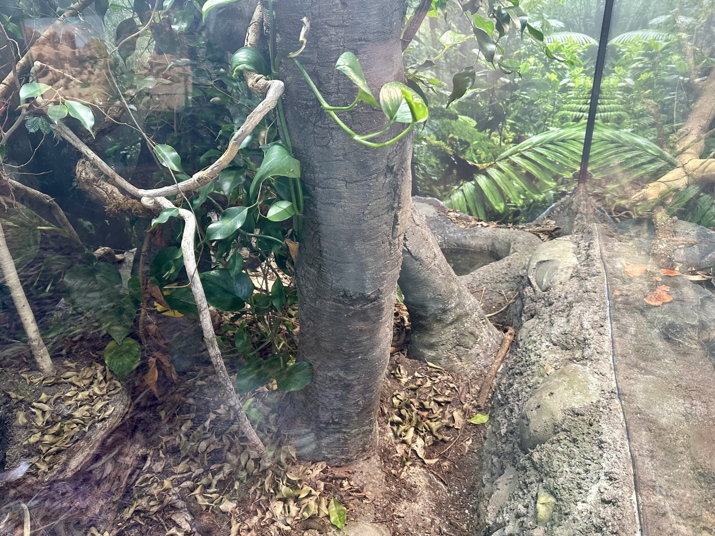 ARC - Central American Eyelash Viper Exhibit