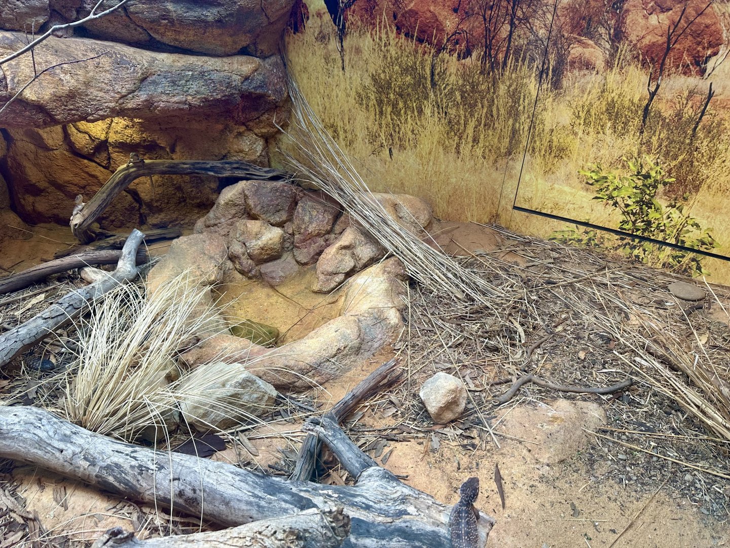 ARC - Central Netted Dragon/Shingleback Lizard Exhibit