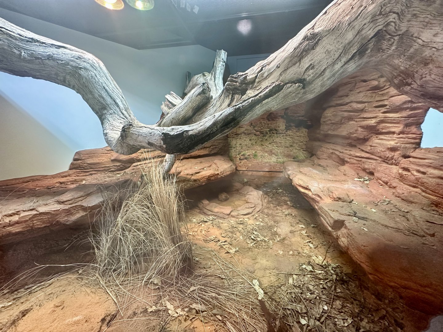 ARC - Centralian Carpet Python/Slater’s Skink Exhibit