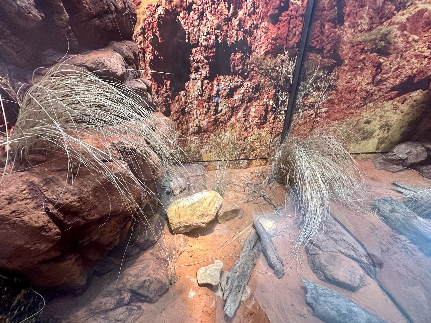 ARC - Centralian Rough Knob-tailed Gecko Exhibit