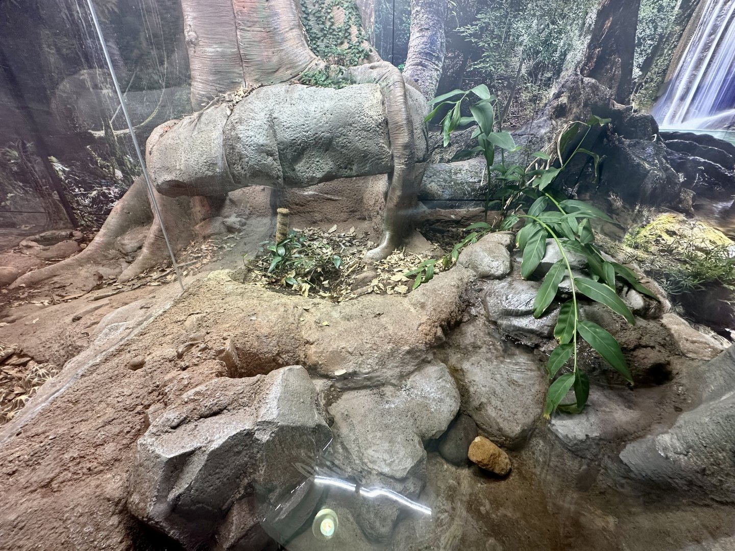 ARC - Chinese Three-Striped Box Turtle Exhibit