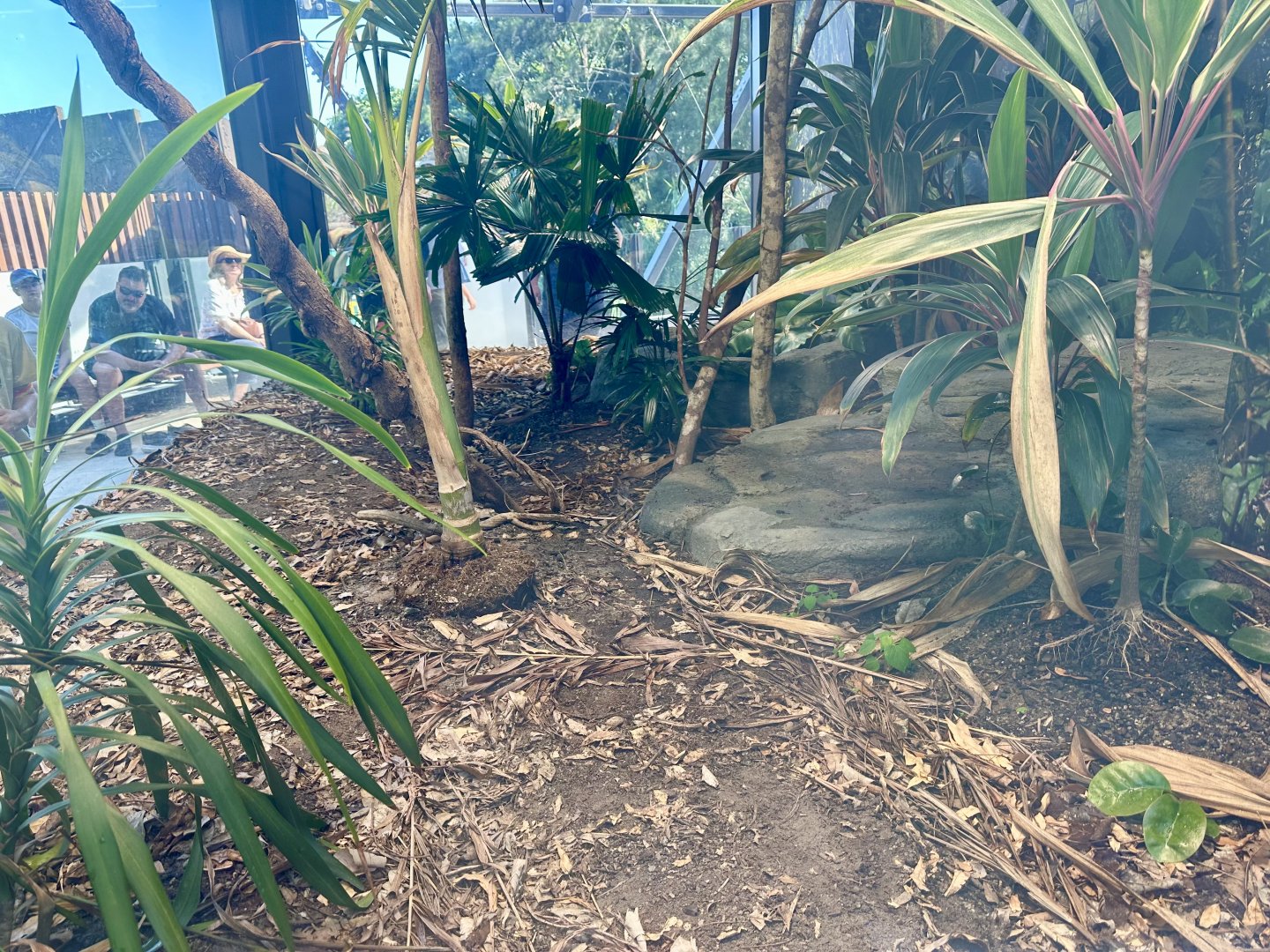 ARC - Coastal Taipan Exhibit
