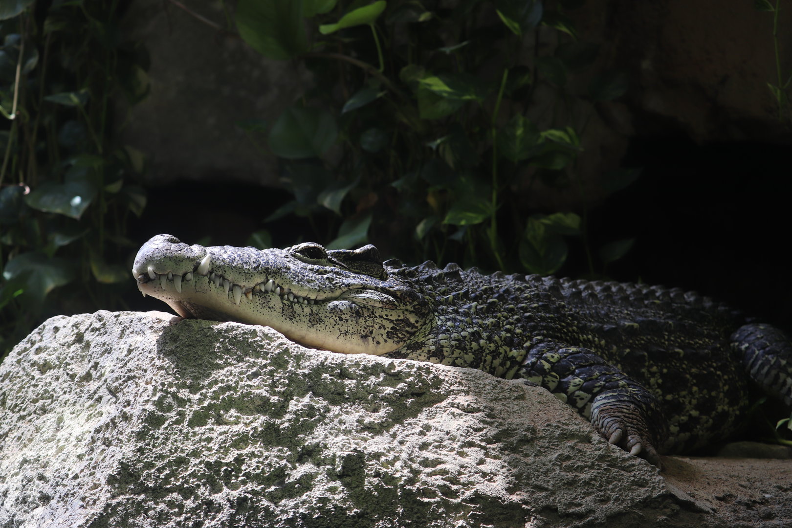ARC - Cuban Crocodile