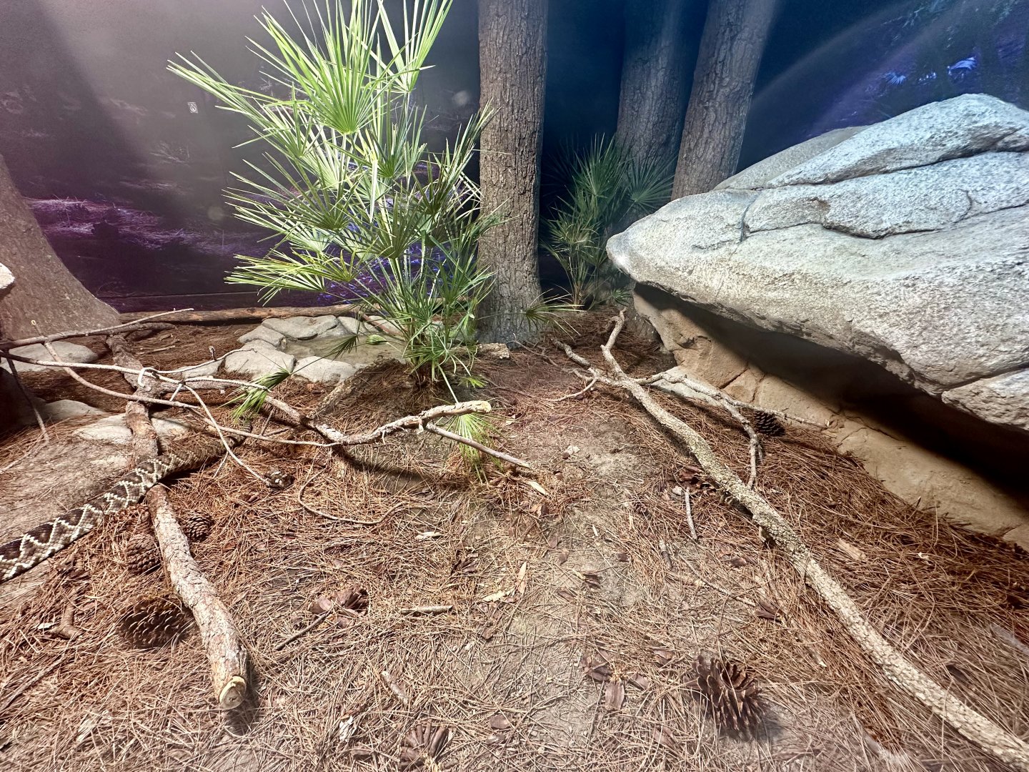 ARC - Eastern Diamondback Rattlesnake/Corn Snake Exhibit