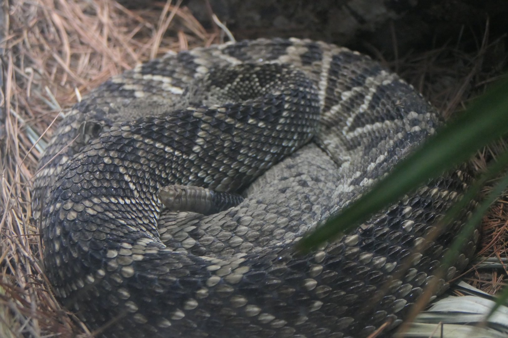 ARC - Eastern Diamondback Rattlesnake