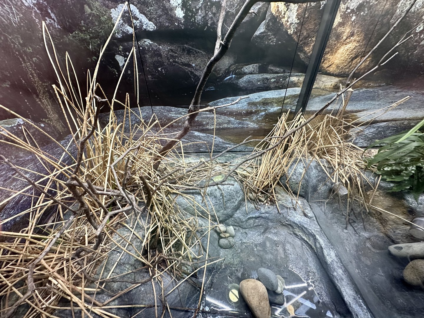 ARC - Eastern Dwarf Tree Frog Exhibit