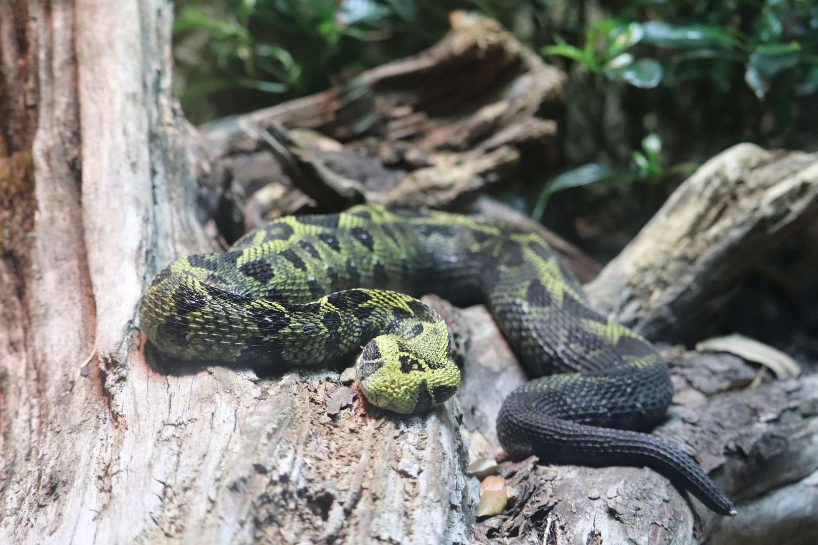 ARC - Ethiopian Mountain Viper