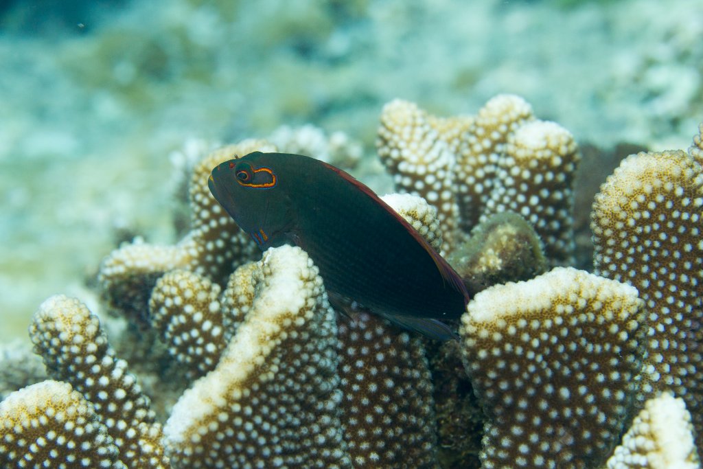 Arc-eye Hawkfish, dark phase