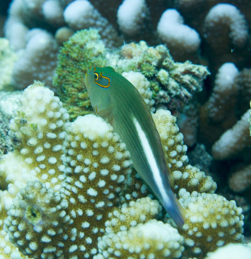 Arc-eye Hawkfish, light phase