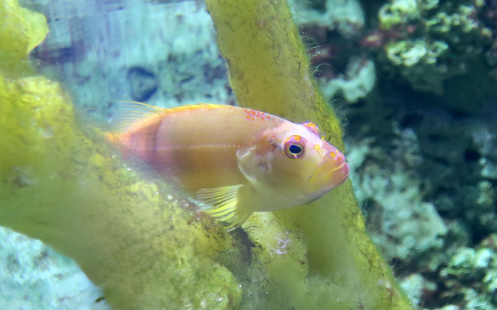 Arc-Eye Hawkfish (Paracirrhites arcatus) - variant