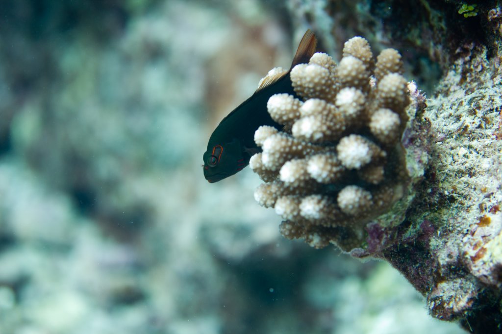 Arc-eye Hawkfish (Paracirrhites arcatus)