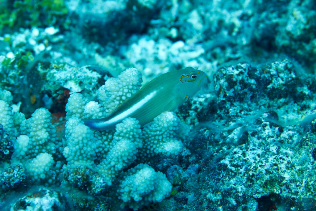 Arc-eye Hawkfish (Paracirrhites arcatus)