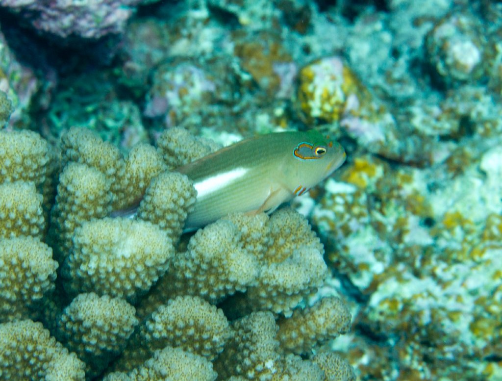 Arc-eye Hawkfish (Paracirrhites arcatus)