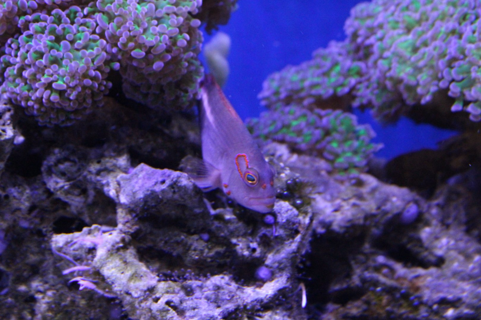 Arc-eye Hawkfish, Paracirrhites arcatus