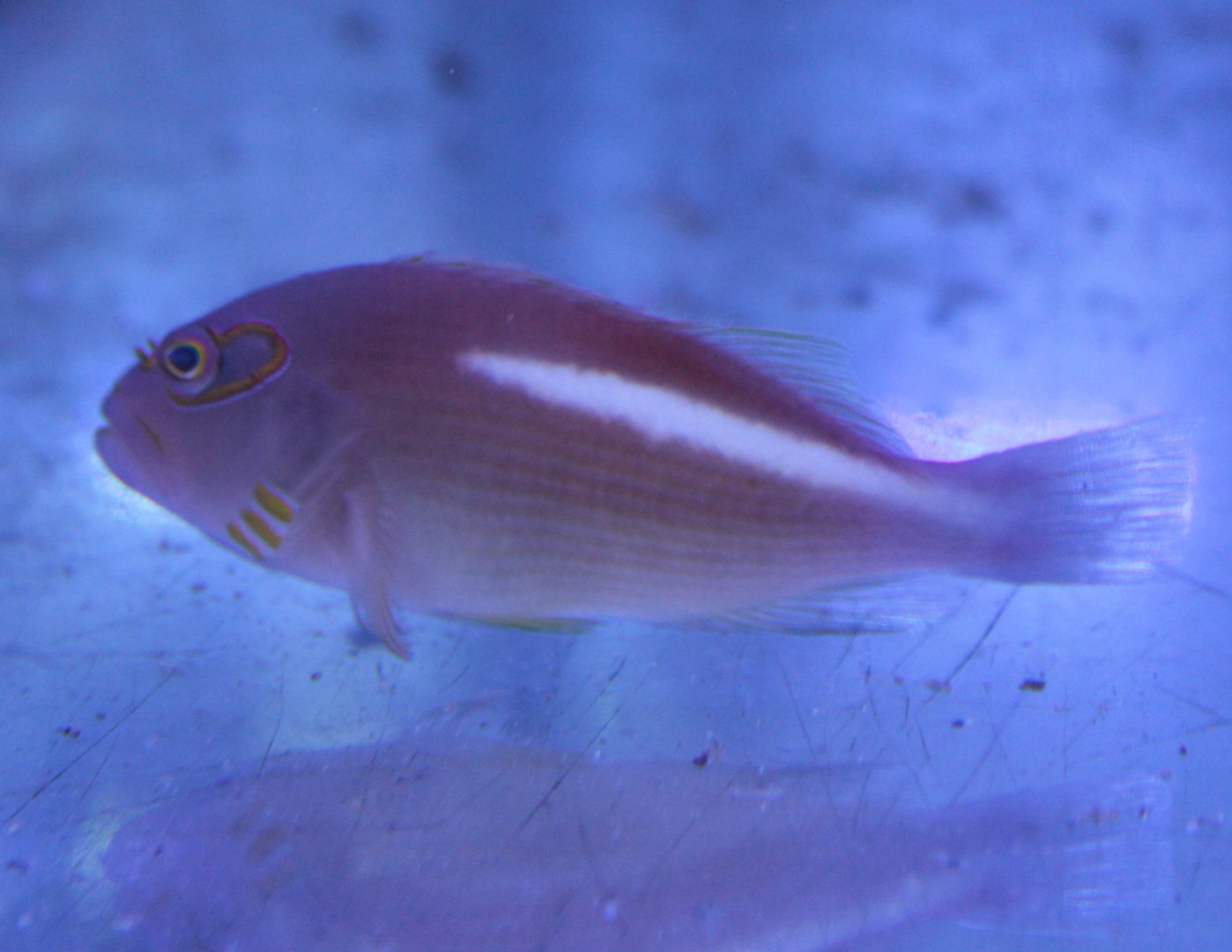 Arc eye hawkfish - Paracirrhites arcatus