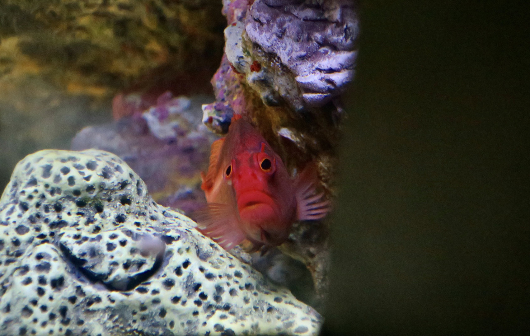 Arc-Eye Hawkfish (Paracirrhites arcatus)