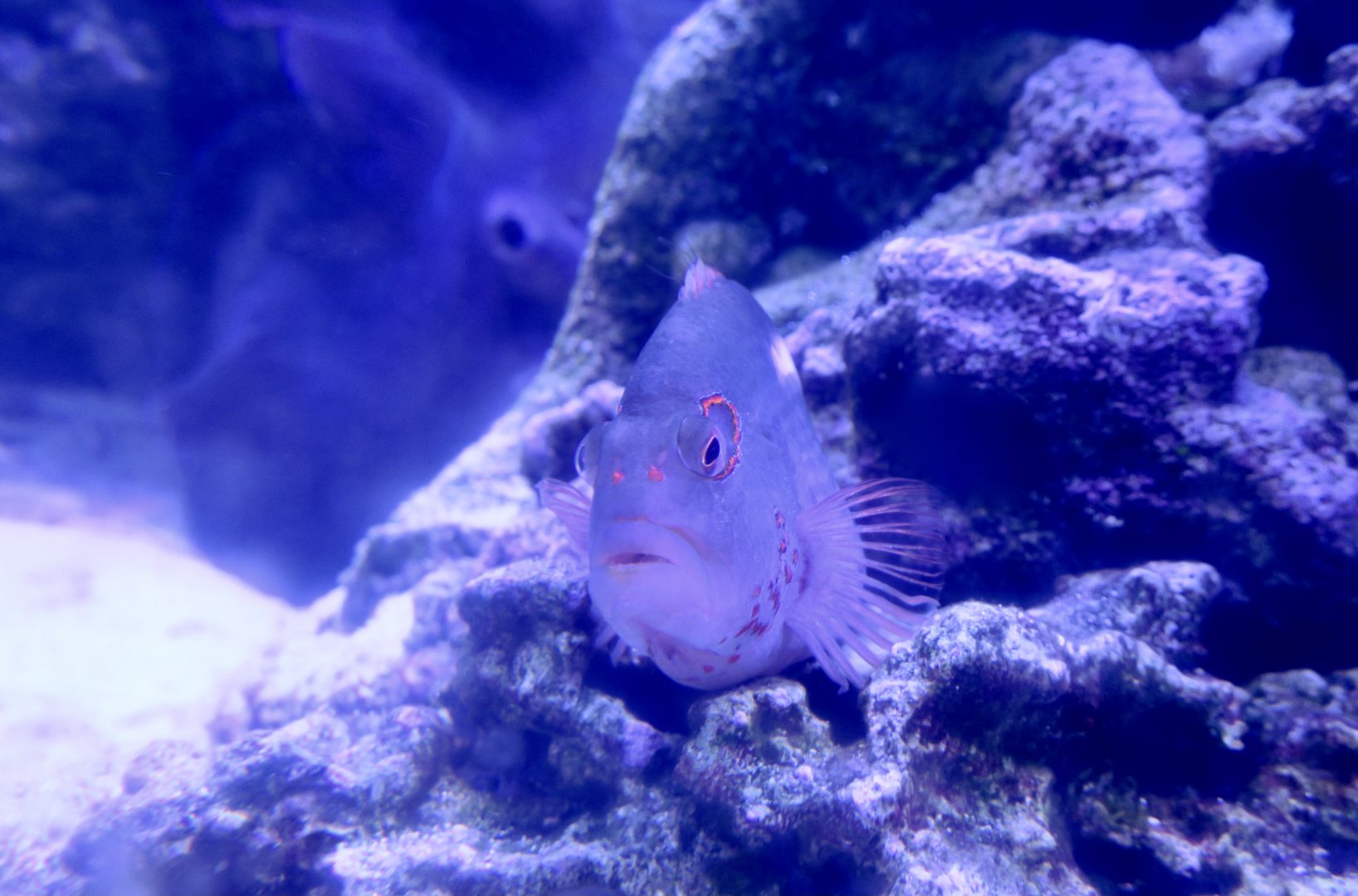 Arc-Eye Hawkfish (Paracirrhites arcatus)