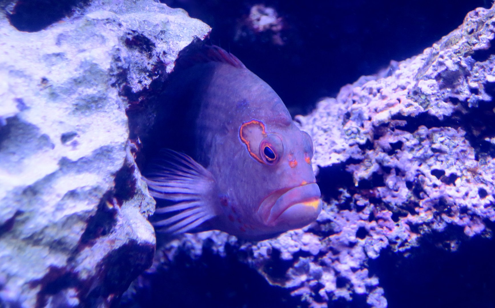 Arc-Eye Hawkfish (Paracirrhites arcatus)