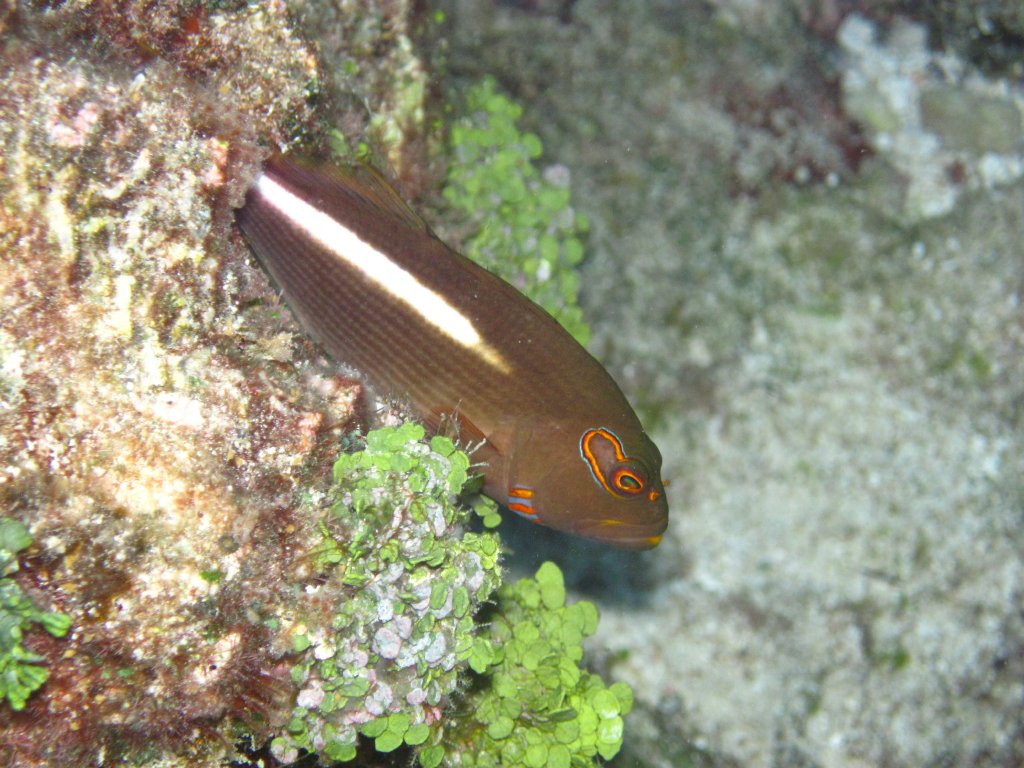 Arc-eye Hawkfish