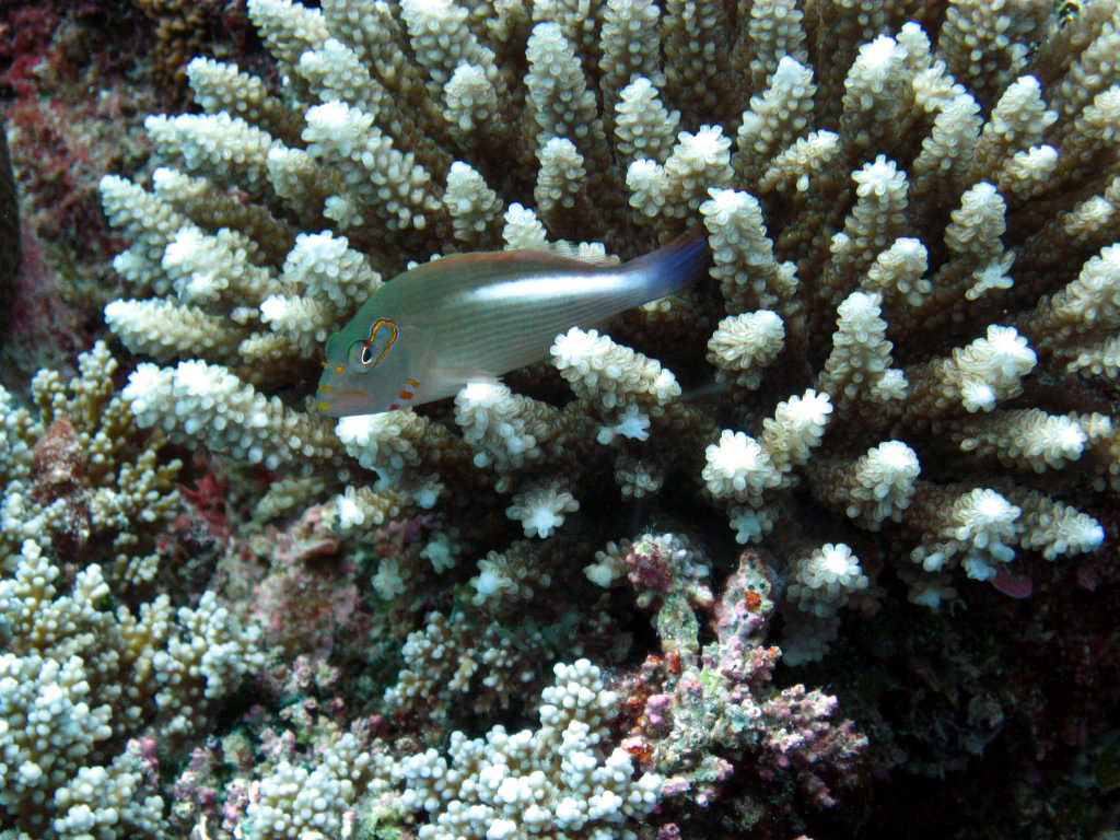 Arc-eye Hawkfish