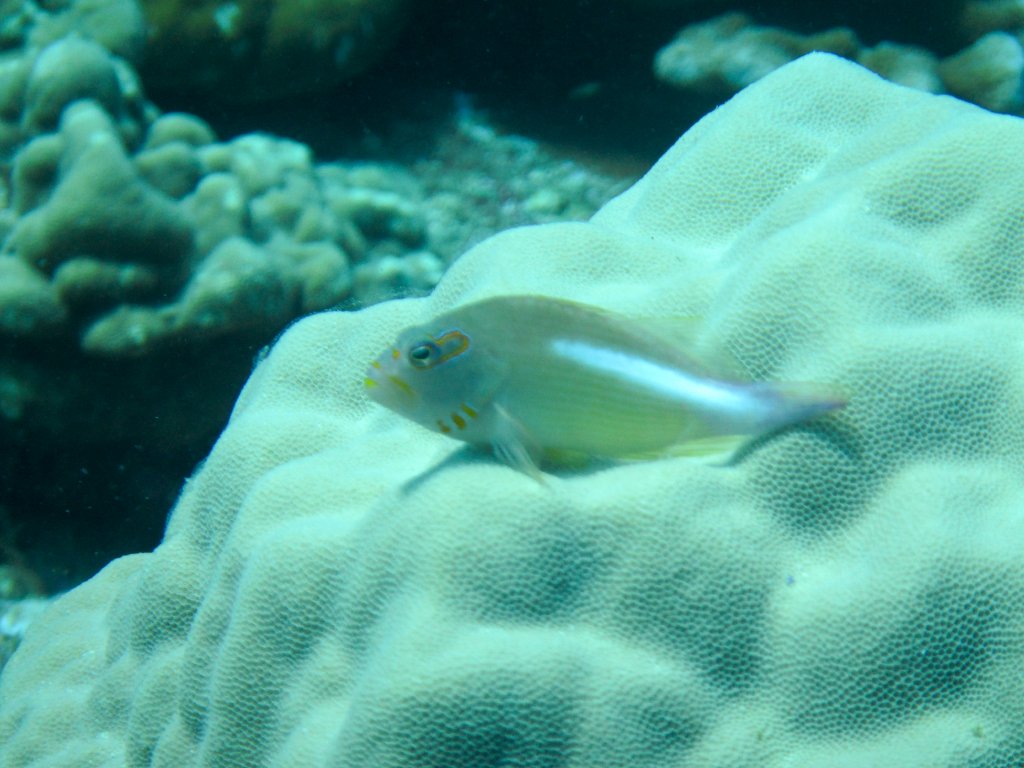 Arc-eye Hawkfish