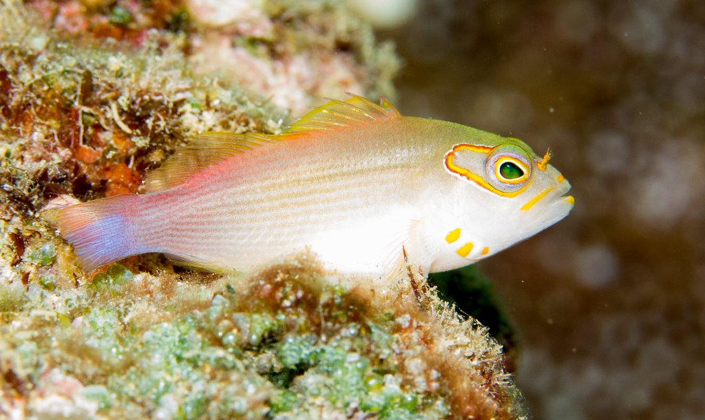 Arc-eye Hawkfish
