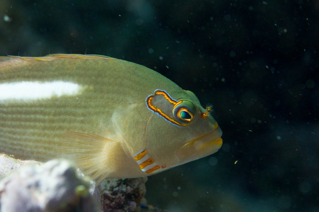 Arc-eye Hawkfish