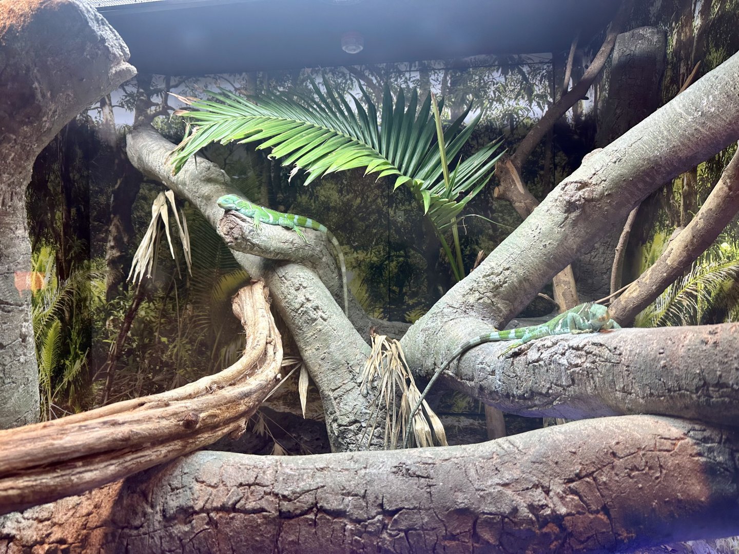 ARC - Fijian Crested Iguana Exhibit