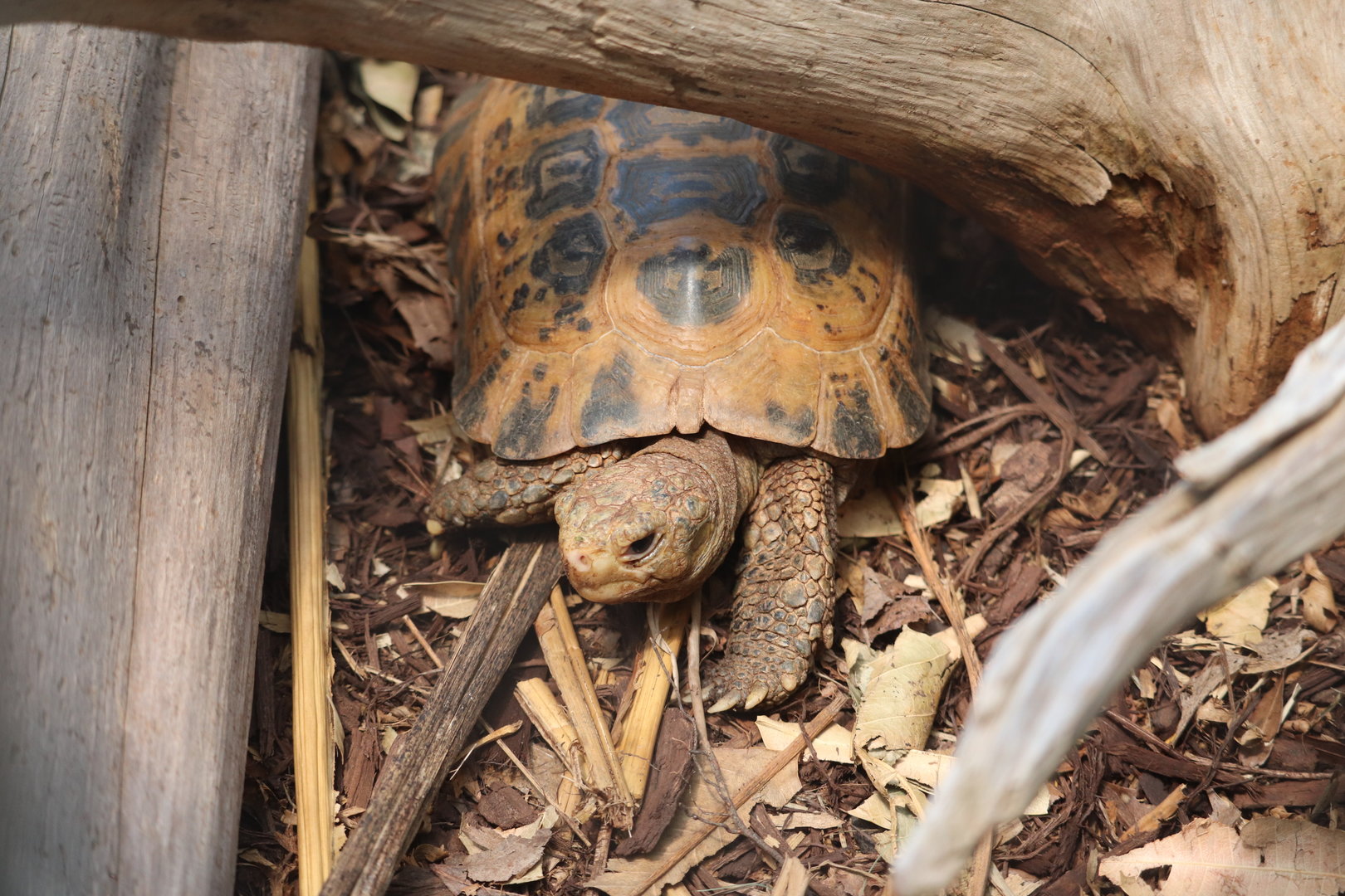 ARC - Forsten’s Tortoise