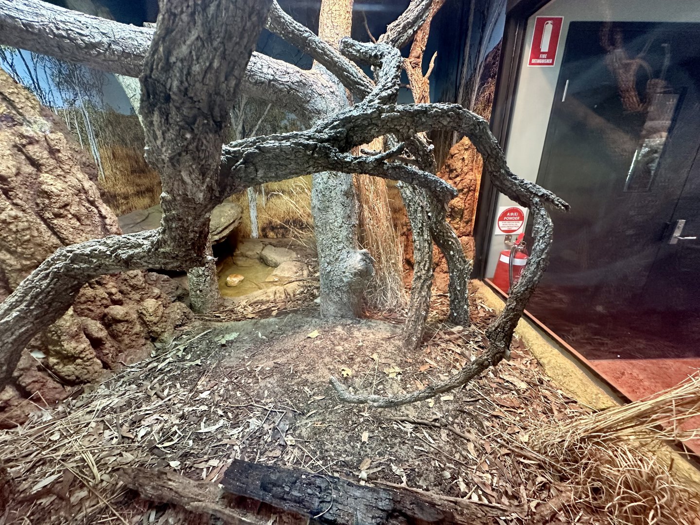 ARC - Frilled Lizard/Eastern Blue Tongue Lizard Exhibit