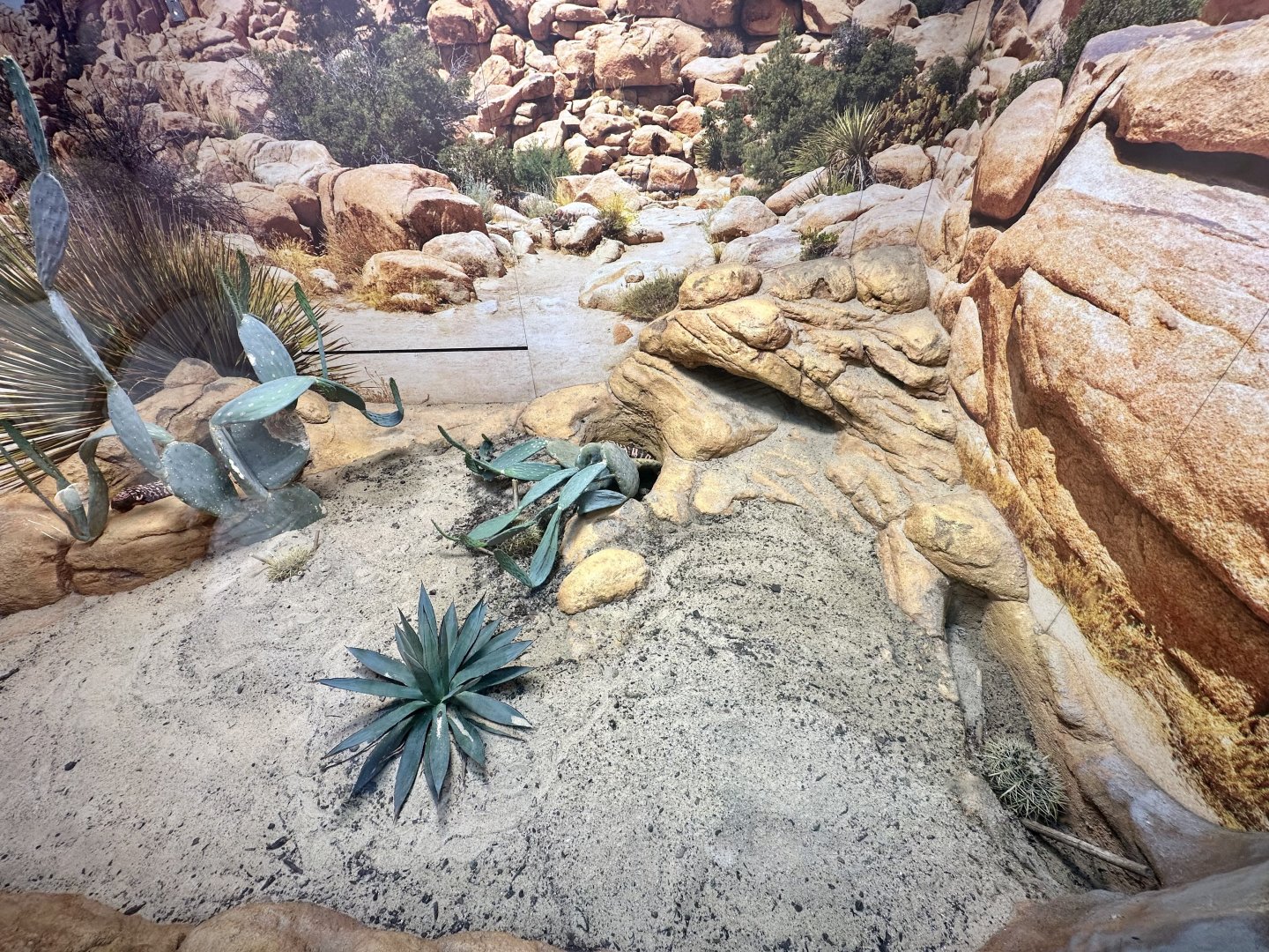 ARC - Gila Monster Exhibit