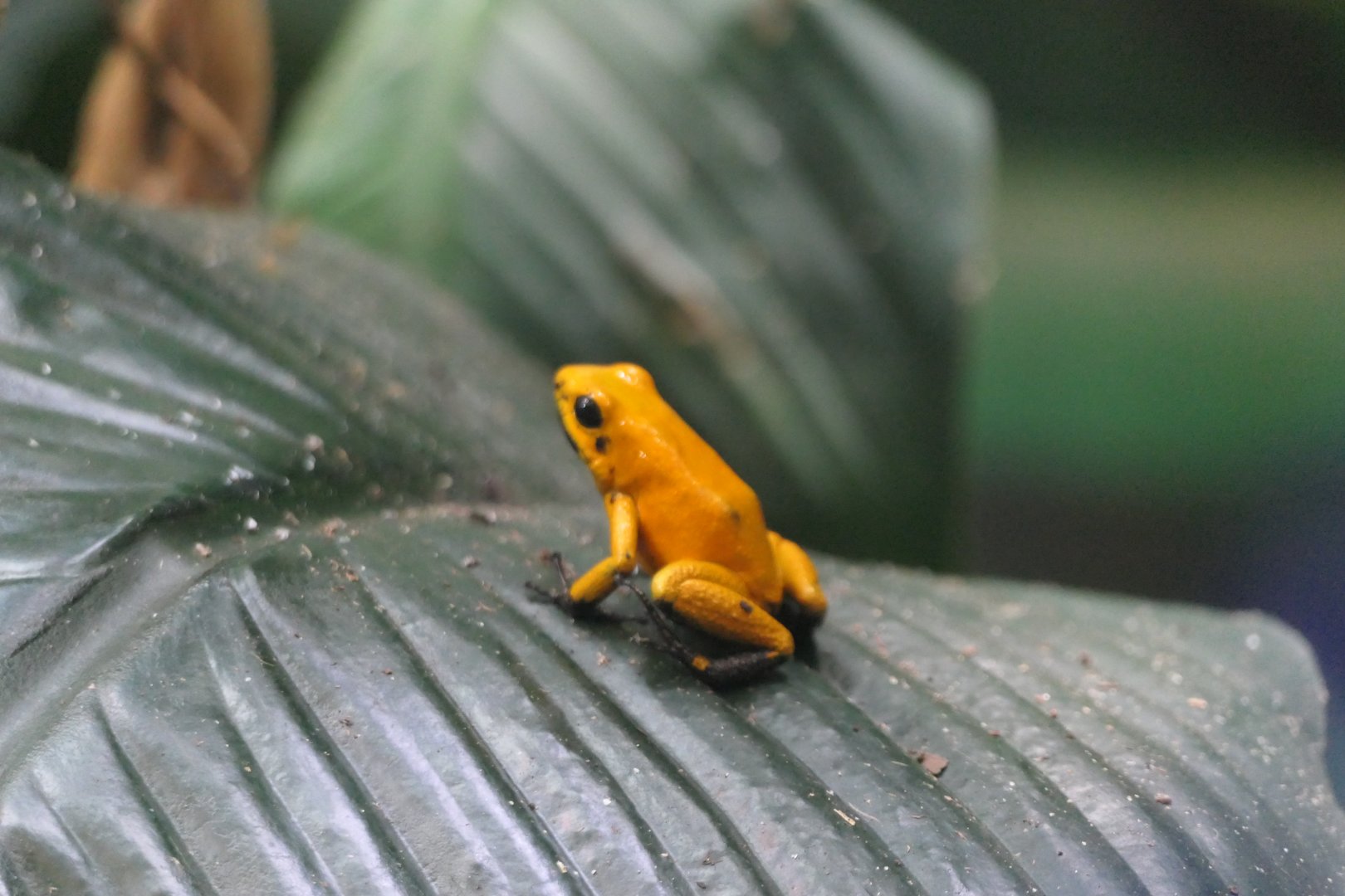 ARC - Golden Poison Frog