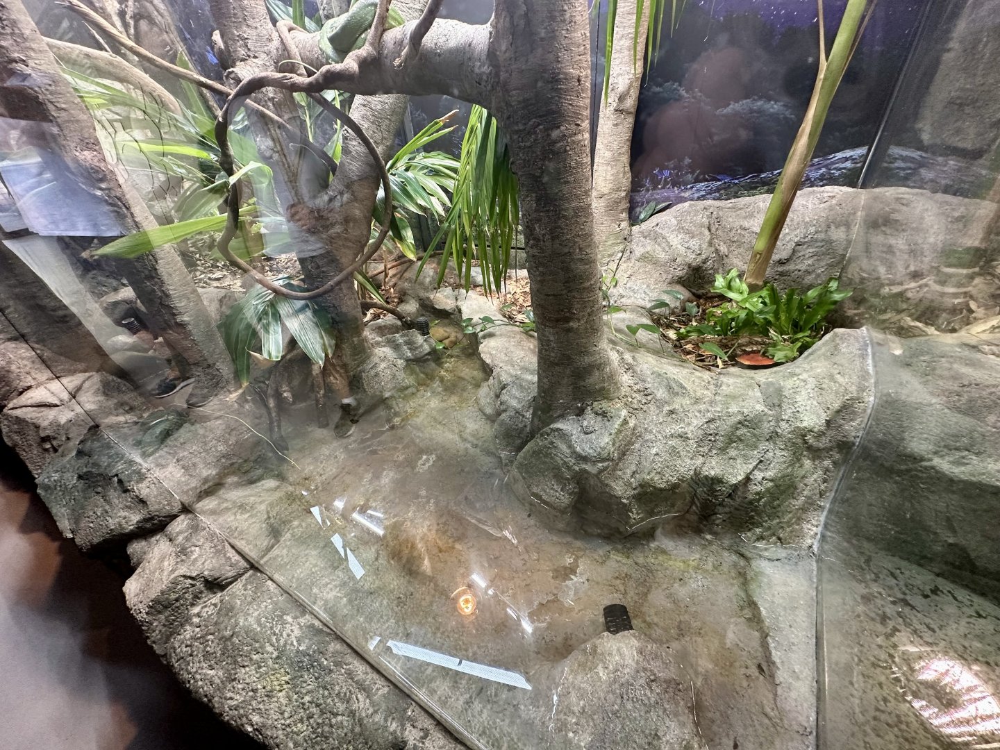 ARC - Green Python/White-lipped Tree Frog Exhibit