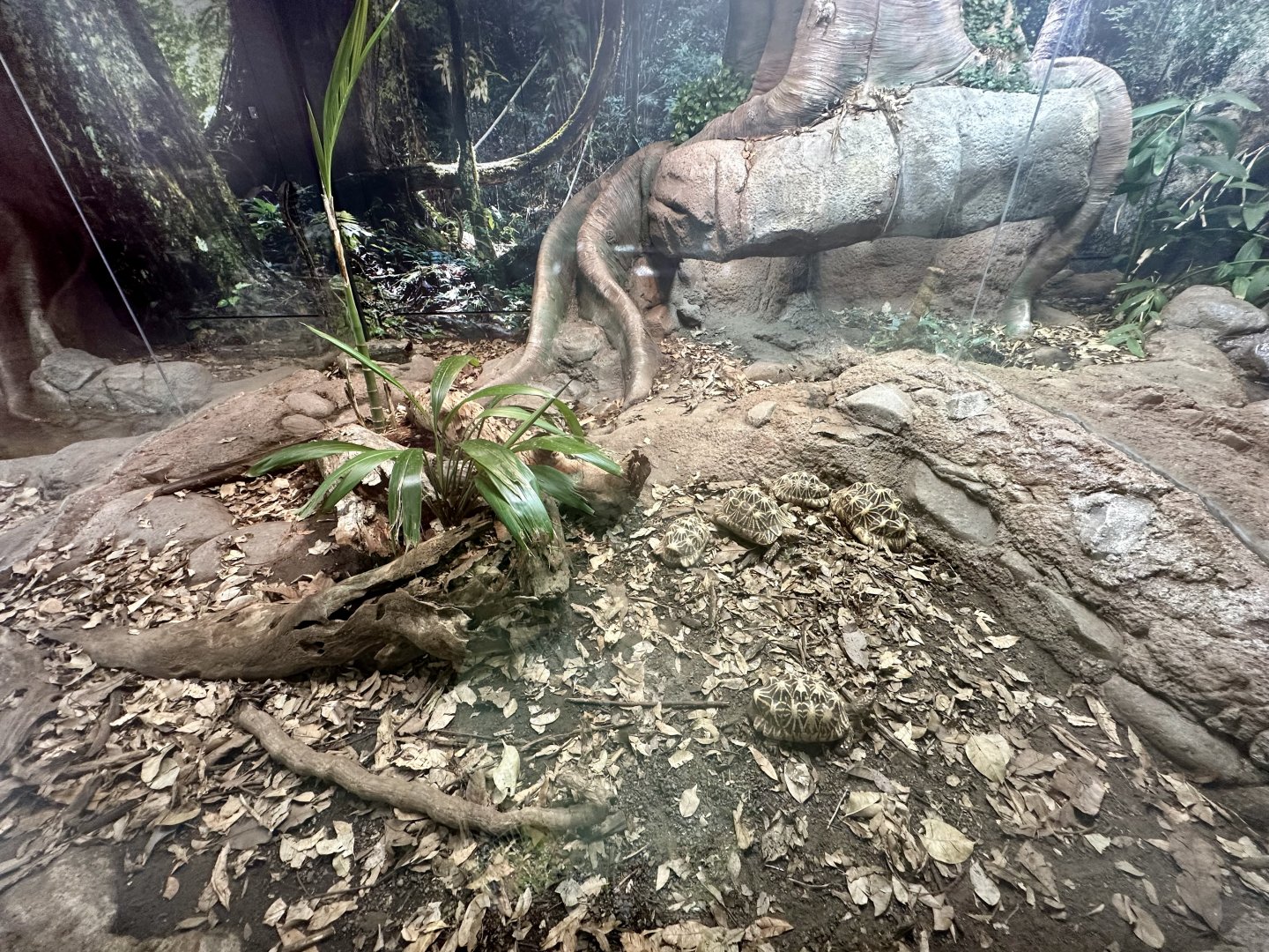 ARC - Indian Star Tortoise Exhibit