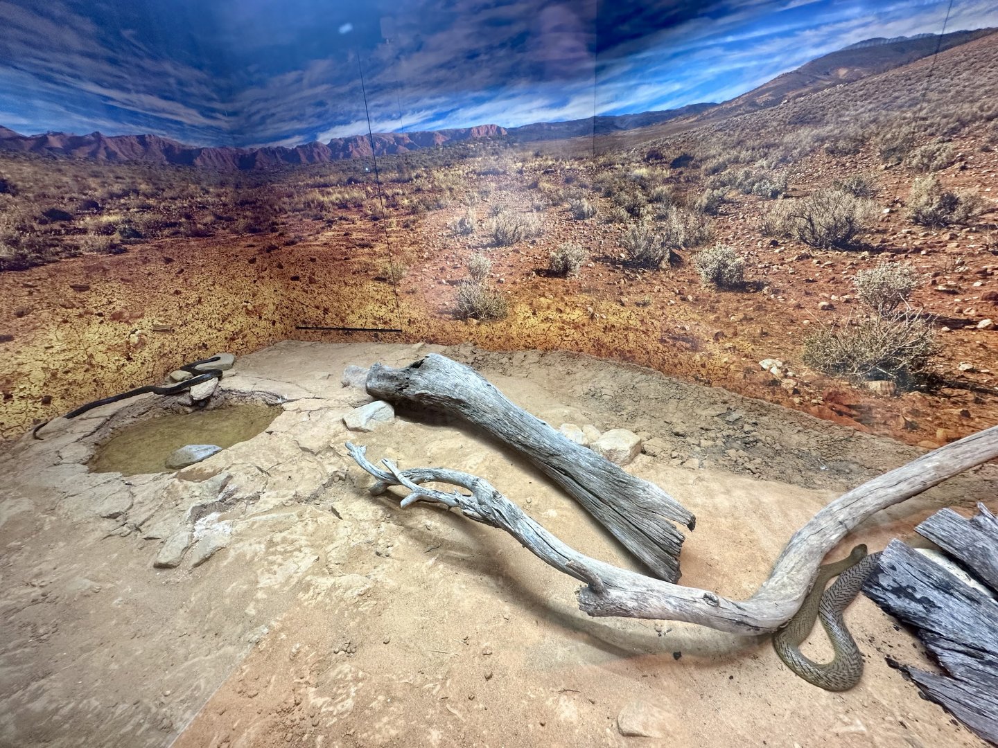ARC - Inland Taipan Exhibit