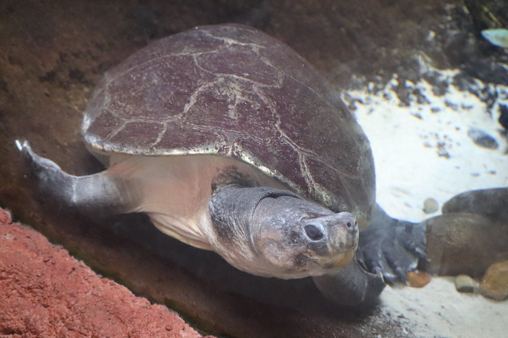 ARC - Malaysian Giant Turtle