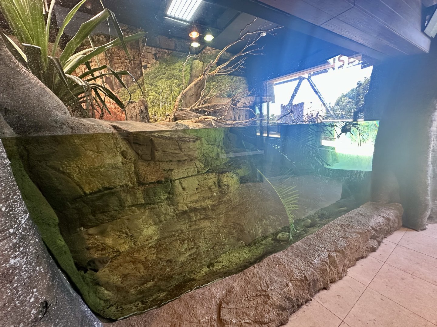 ARC - Merten’s Water Monitor/Mary River Turtle Exhibit