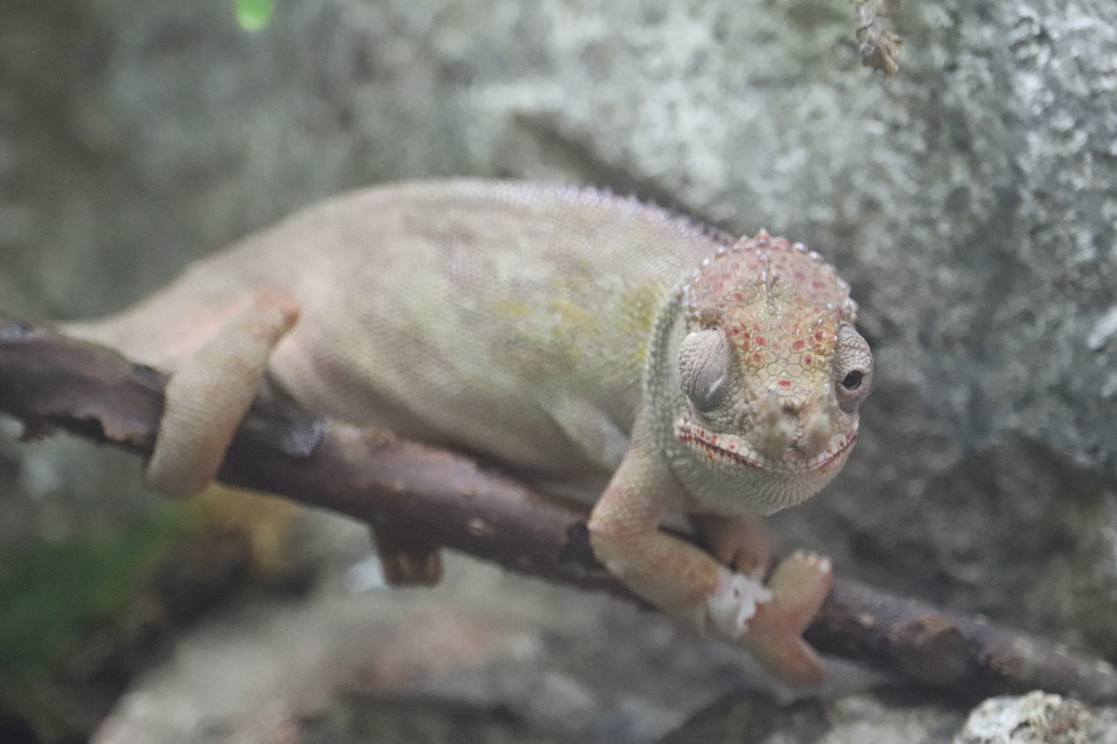 ARC - Minor's Chameleon