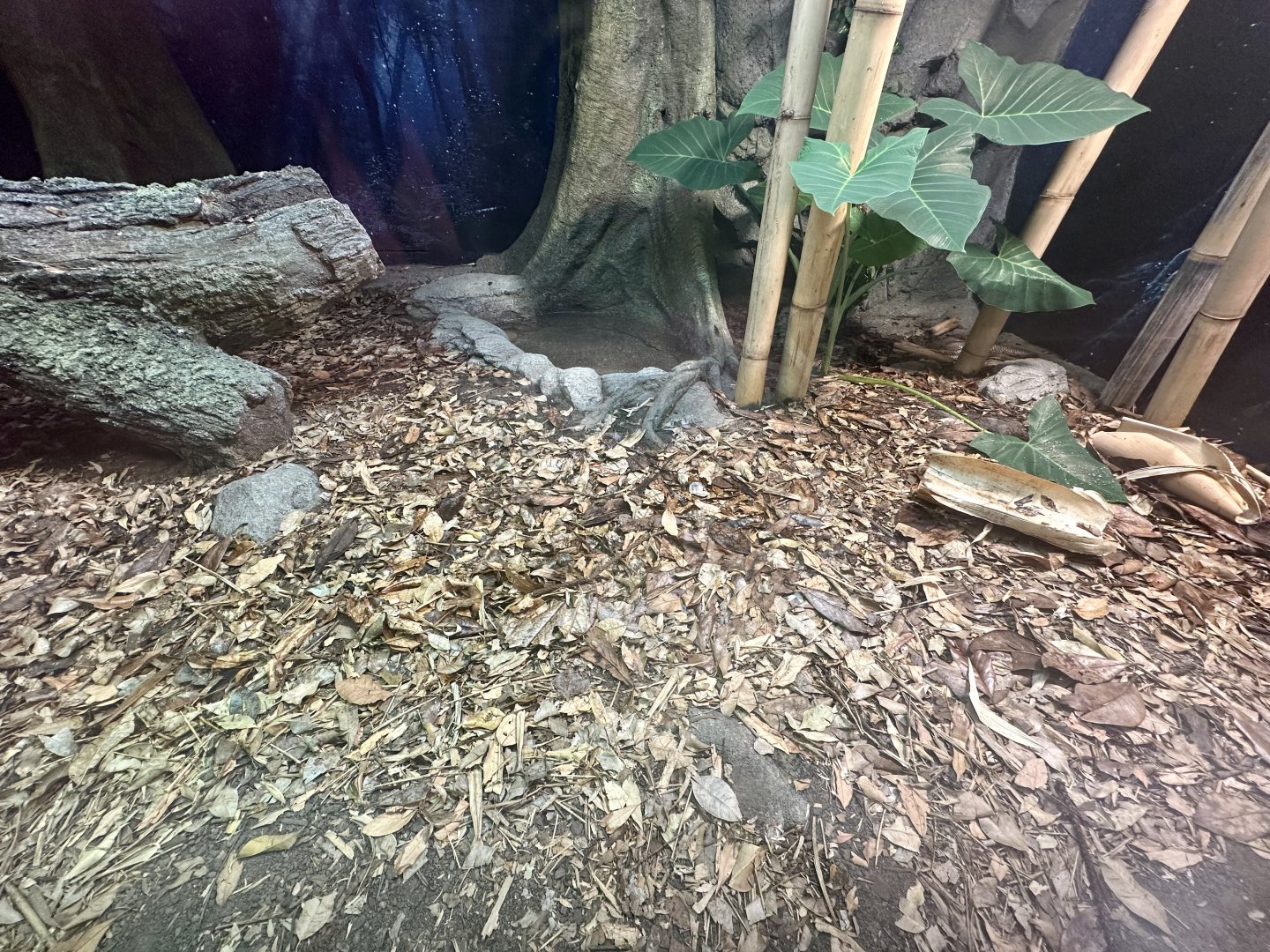 ARC - Monocled Cobra Exhibit