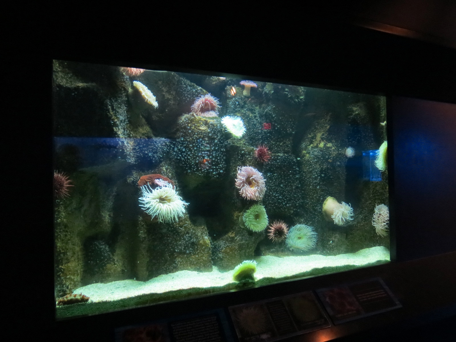 ARC - Northern Shores - Giant Green Anemone and Others Exhibit